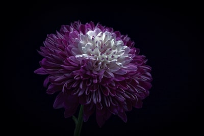 紫白色花